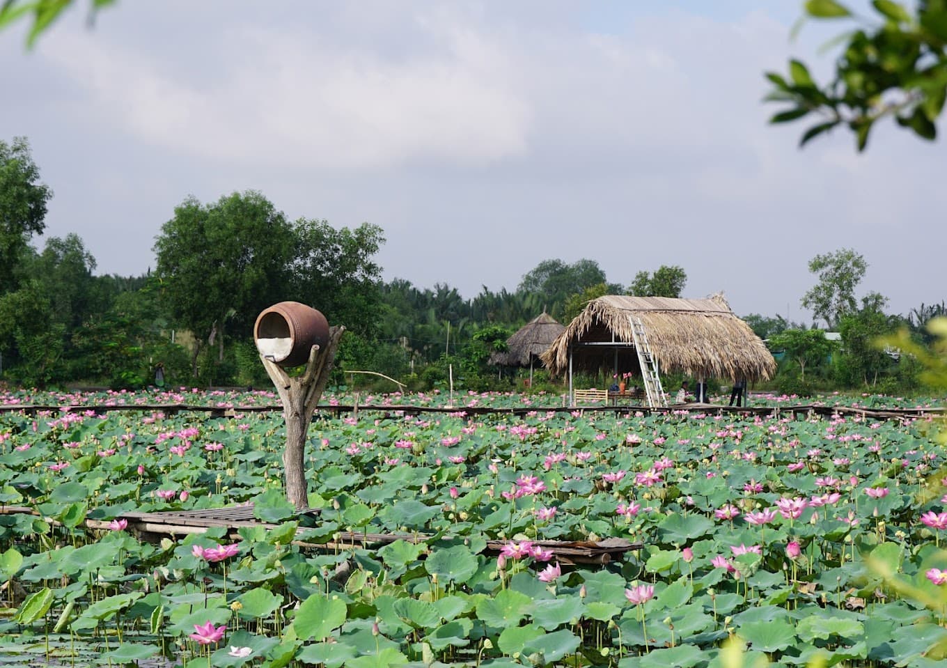 12 Đầm Sen Đẹp Nhất Việt Nam: Mùa Hè Dịu Dàng Giữa Biển Lá Xanh