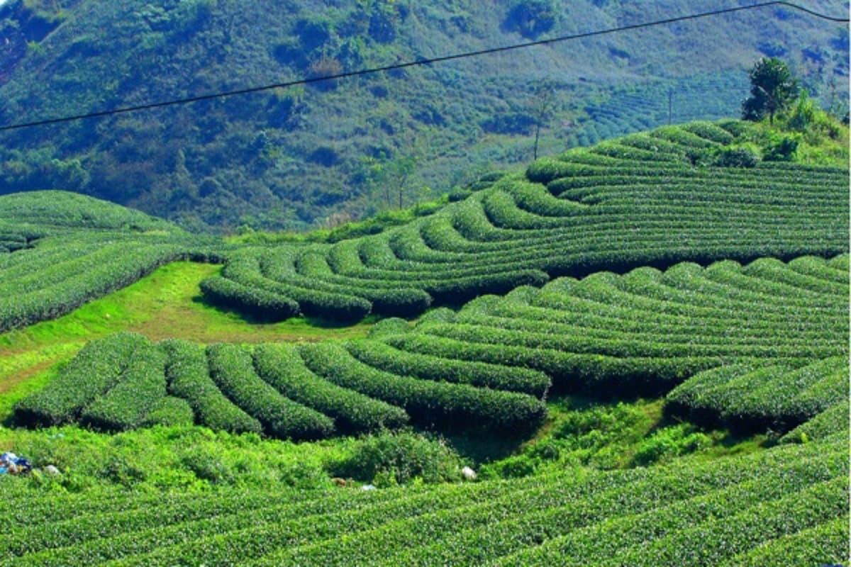 Exploring the Soul of the Highlands: Discovering the Best Tea Hills Vietnam
