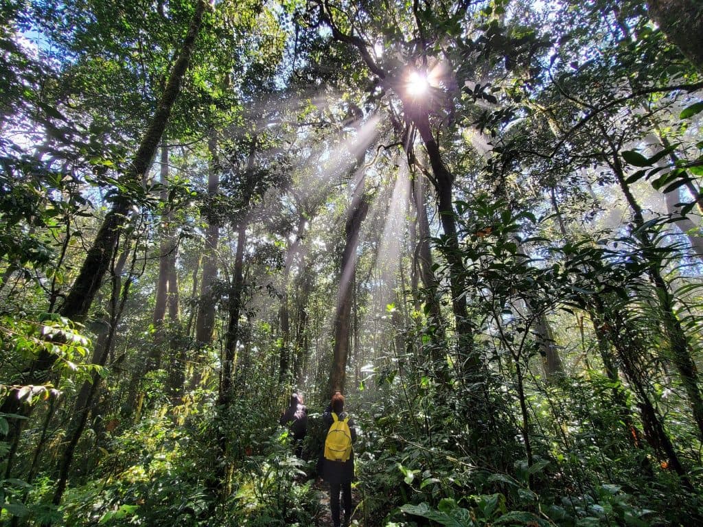 Vietnam’s Lost Forests: A Guide to the Rewilding Vietnam Movement