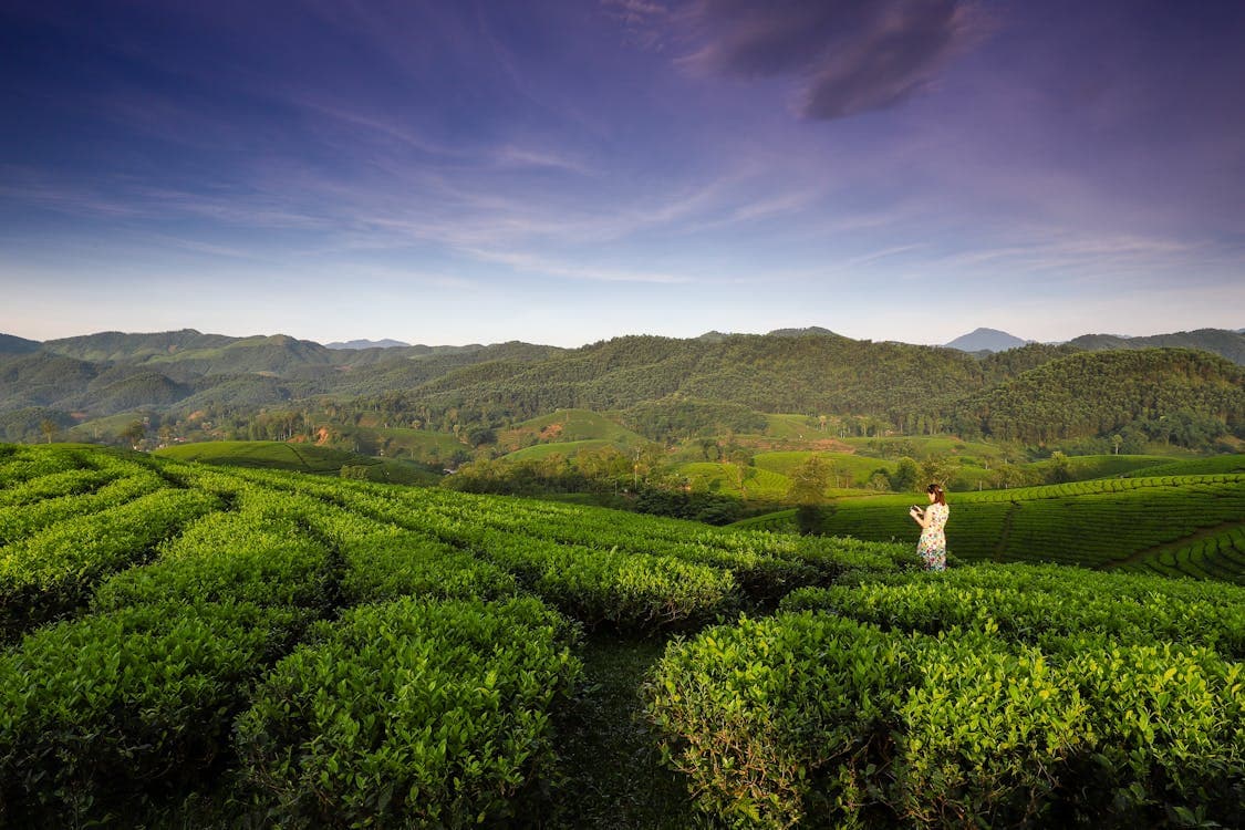 Sky Farms in Vietnam: Incredible Highland Terraces Hidden Above the Clouds