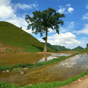 Cây Đa cô đơn - Mộc Châu