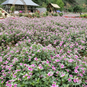 Khu sinh thái Bản Thẳm