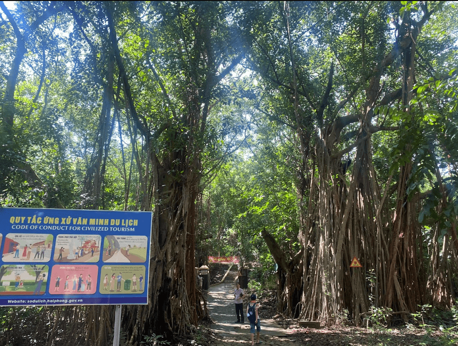 Quần thể đa búp đỏ đảo Dấu