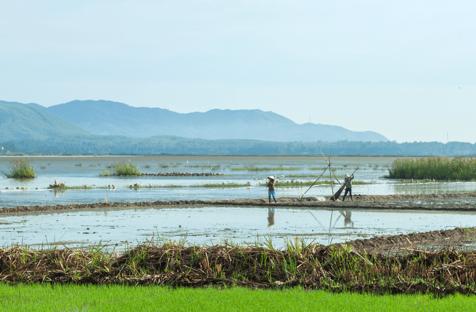 Đầm Trà Ổ