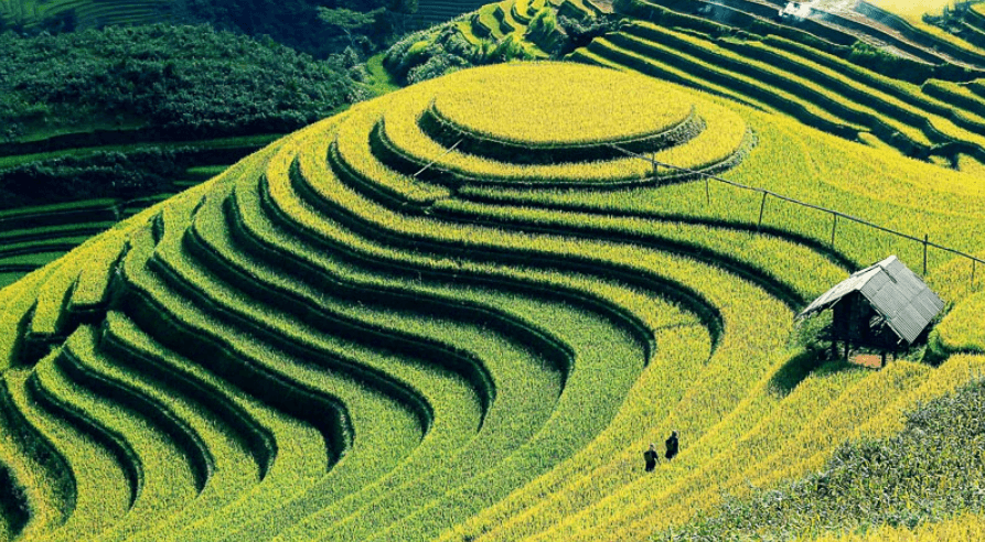 Đồi Mâm Xôi Lao Chải - Mù Cang Chải - Yên Bái