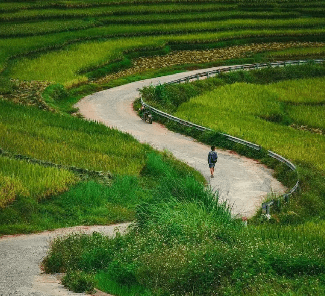 Ban Leo rice field