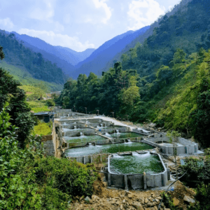 Trang Trại Nuôi Cá Hồi Cá Tầm Khau Phạ