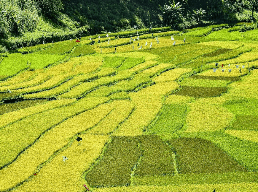 Ruộng bậc thang A Nông