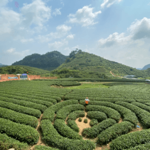 Đồi chè Trái Tim - Mộc Châu - Sơn La