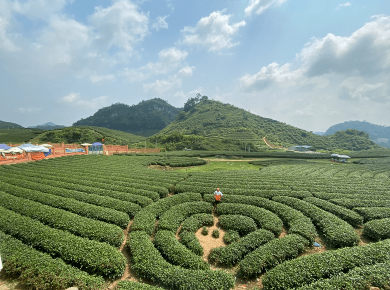 Đồi chè Trái Tim - Mộc Châu - Sơn La