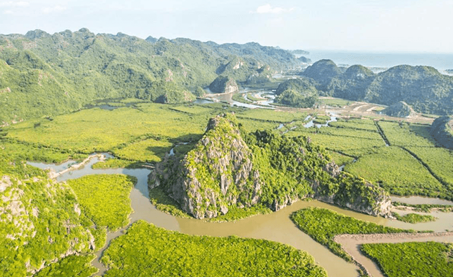 Cat Ba Mangroves Phù Long