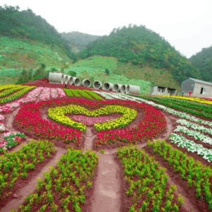 Mộc Châu Happy Land - Mộc Châu - Sơn La