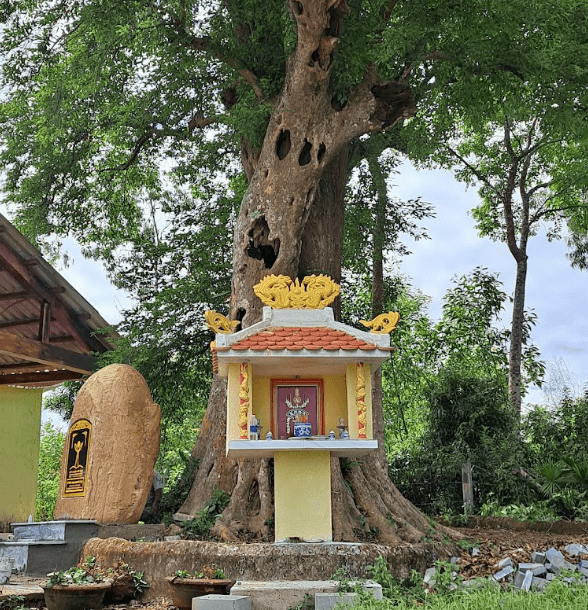 Cây Di sản Mỹ Sơn