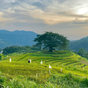 Miếu Bản Cây Đa Hòa Bình