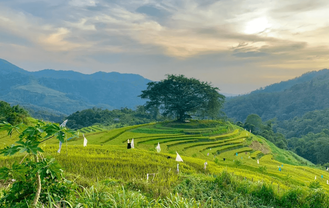 Miếu Bản Cây Đa Hòa Bình