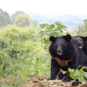 Trung tâm Gấu Cát Tiên, Free the Bears