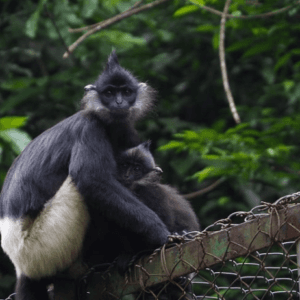 Endangered Primate Rescue Center