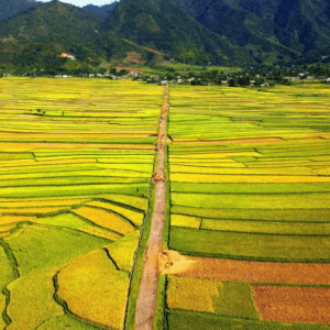 Cánh Đồng Mường Than