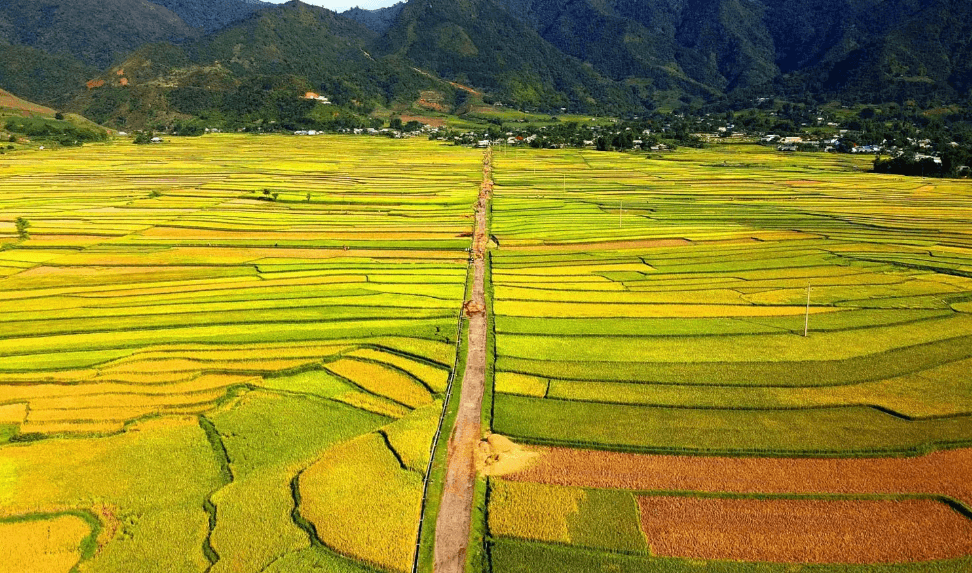 Cánh Đồng Mường Than