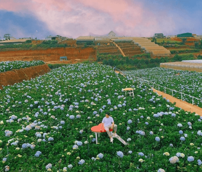 Cánh đồng hoa Cẩm Tú Cầu