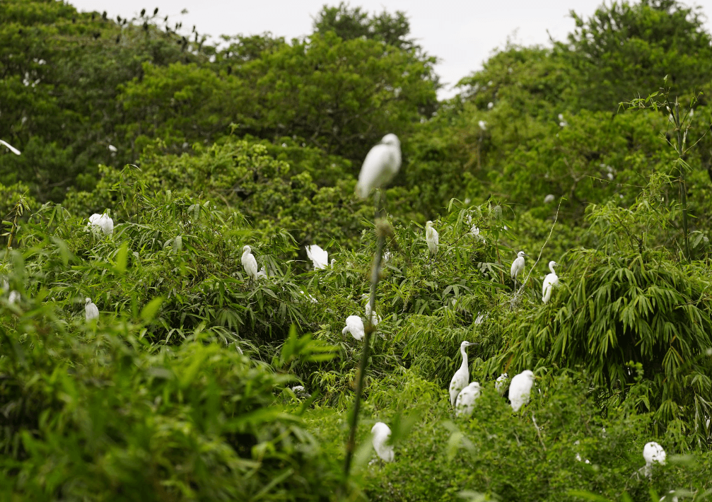 Vườn cò Bằng Lăng