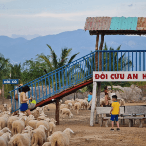 Đồi Cừu An Hòa - Bác Ái - Ninh Thuận