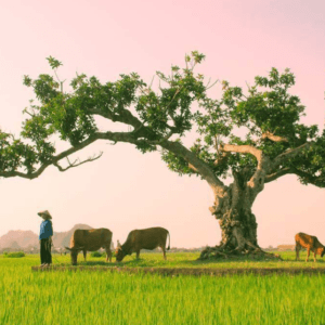 Cây Đa Rỏ Yên Mô - Ninh Bình