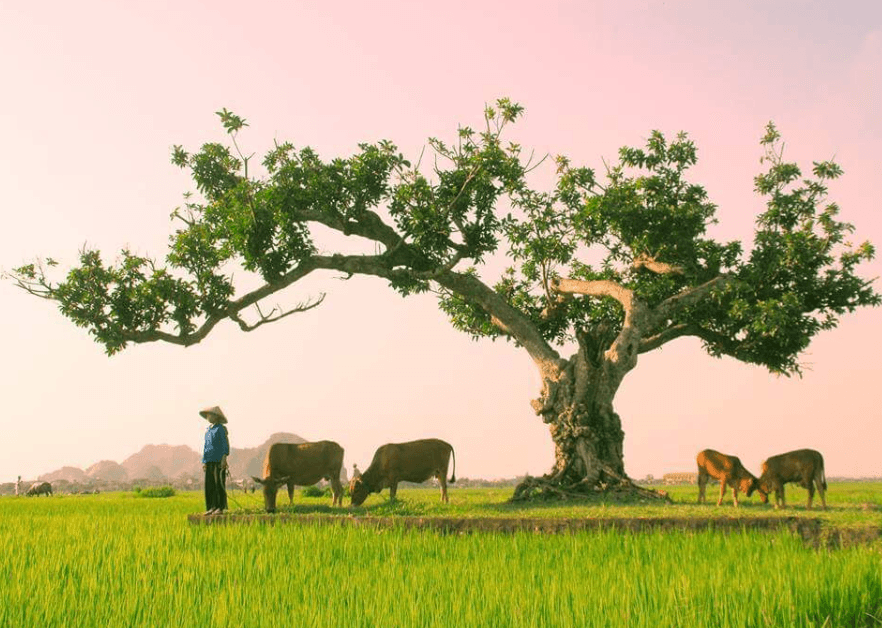 Cây Đa Rỏ Yên Mô - Ninh Bình