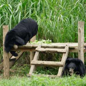 Cơ Sở Bảo Tồn Gấu Ninh Bình