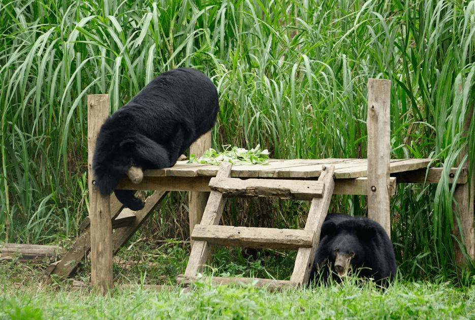 Cơ Sở Bảo Tồn Gấu Ninh Bình