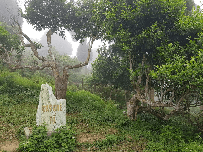 Đồi chè cổ Shan Tuyết - Văn Chấn - Yên Bái