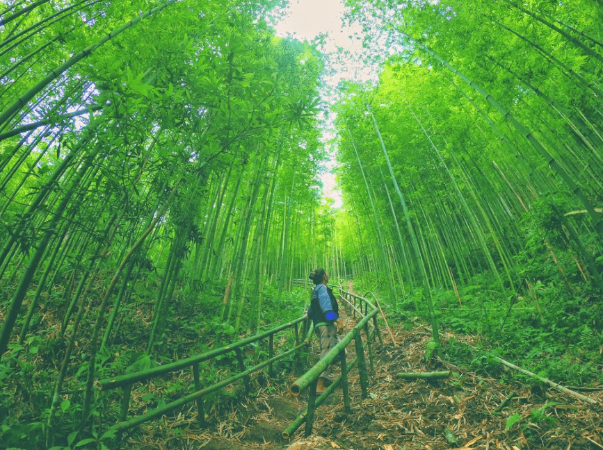 Rừng trúc Mù Cang Chải Bamboo Forest