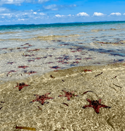 Starfish viewpoint