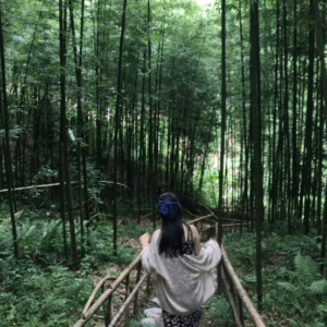 Rừng trúc Púng Luông