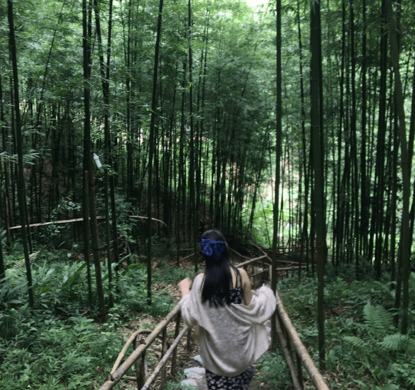 Rừng trúc Púng Luông