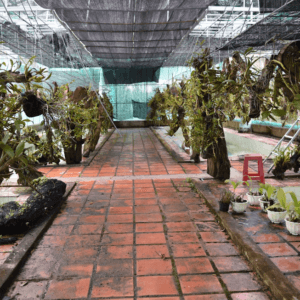 Nhà Sưu Tập Hoa Lan Rừng - Sa Thầy - Kon Tum