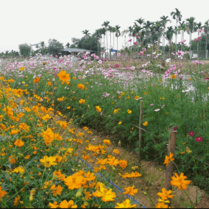 Vườn cúc họa mi Dũng Hương - Hải An - Hải Phòng
