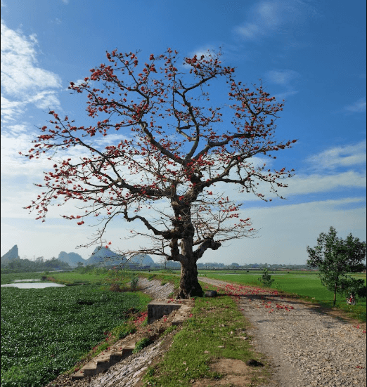 Cây gạo cổ thụ - Yên Mô - Ninh Bình