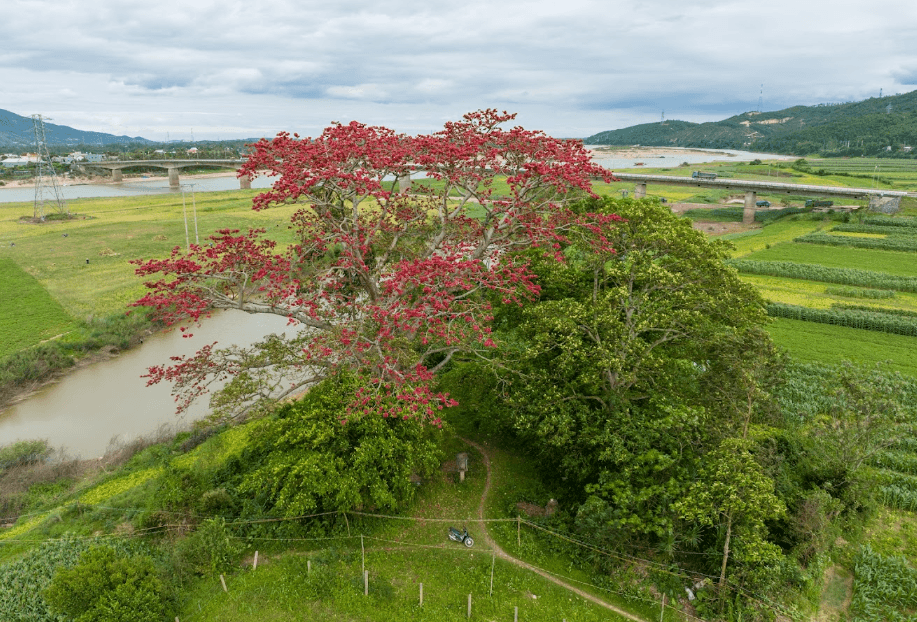 Cây hoa gạo cổ thụ Quảng Nam
