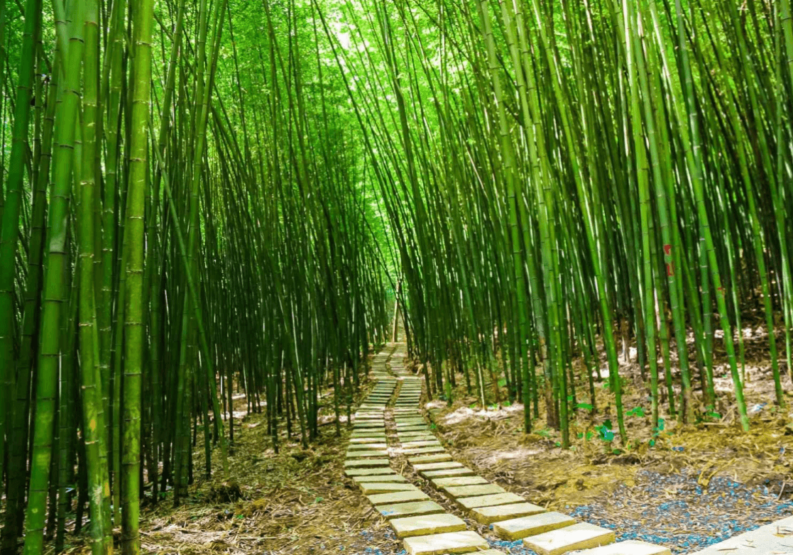 Rừng trúc Nguyên Bình