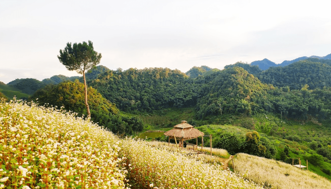 Vườn Hoa Chiên Chiên - Yên Châu - Sơn La