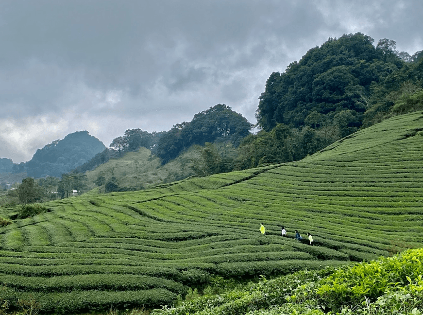 Đồi chè Pà Cò - Mai Châu - Sơn La