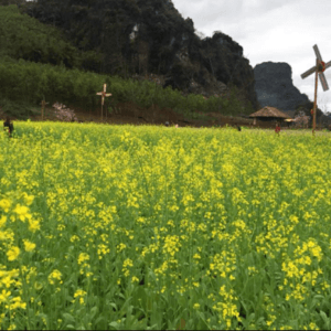 Thung lũng hoa Quảng Chu
