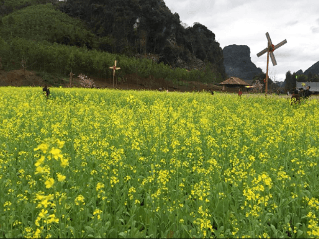 Thung lũng hoa Quảng Chu