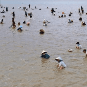 Cồn Nghêu Trà Vinh