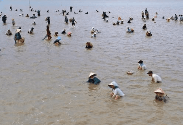 Cồn Nghêu Trà Vinh