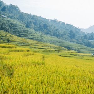 Ruộng Bậc Thang Hồng Thái - Na Hang - Tuyên Quang