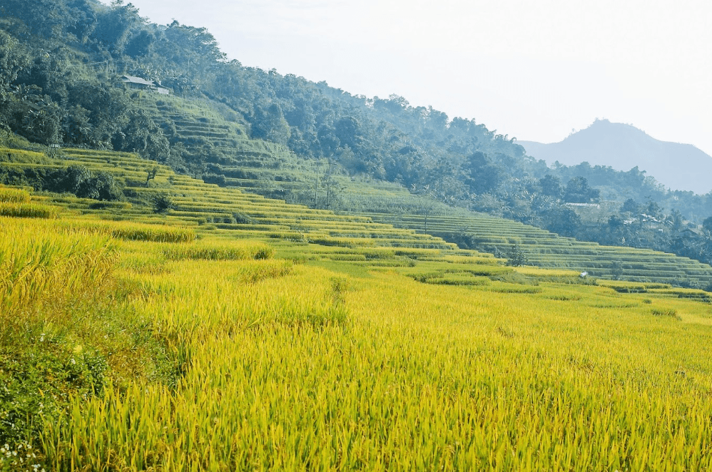 Ruộng Bậc Thang Hồng Thái - Na Hang - Tuyên Quang