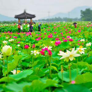 Hồ sen sinh thái Gia Tường - Ninh Bình