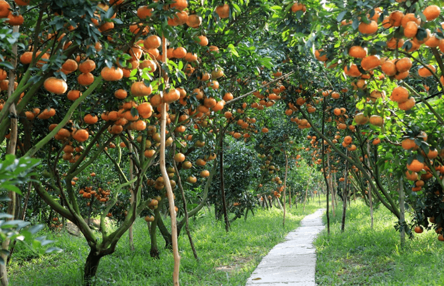 Miệt Vườn Cái Bè - Tiền Giang